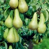 Pear (Pyrus) Conference Patio Standard