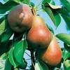 Pear Tree - Beurre Hardy