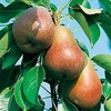 Pear Tree - Beurre Hardy