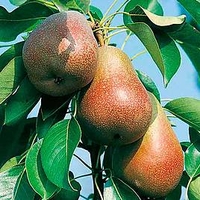 Pear Tree - Beurre Hardy
