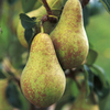 Pear Tree - Concorde