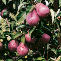 Pear Tree - Red Williams