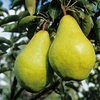Pear Tree - Williams Bon Chretien