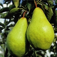 Pear Tree - Williams Bon Chretien