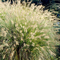 Pennisetum Alopecuroides Hamelin Plants