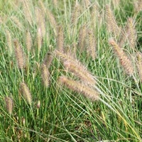 Pennisetum alopecuroides Plant - Hameln