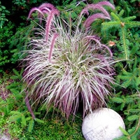 Pennisetum Plant - Cherry Sparkler