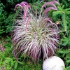 Pennisetum Plant - Cherry Sparkler