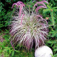 Pennisetum Plant - Cherry Sparkler