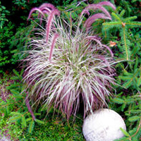Pennisetum Plants - Cherry Sparkler