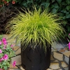Pennisetum Plants - Lumen Gold