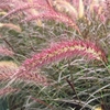 Pennisetum rubrum Plant