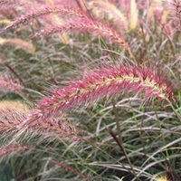Pennisetum rubrum Plant