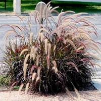 Pennisetum rubrum Plant