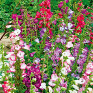 Penstemon Cobaea Plants - Wedding Bells