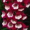 Penstemon Pensham Collection