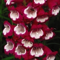 Penstemon Pensham Collection