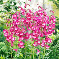 Penstemon Pensham Plant - Amelia Jayne