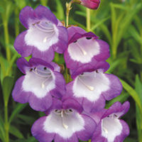 Penstemon Pensham Plant - Czar