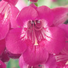 Penstemon Pensham Plant - Ice Cream Juicy Grape