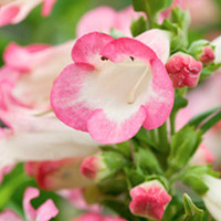 Penstemon Pensham Plant - Ice Cream Melting Candy