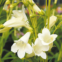 Penstemon Pensham Plant - Wedding Day