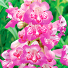 Penstemon Plant - Blueberry Taffy