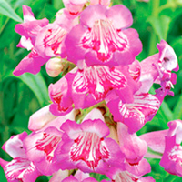 Penstemon Plant - Blueberry Taffy