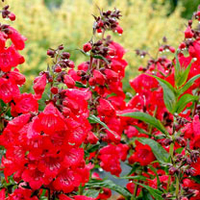 Penstemon Plant - Cha Cha Cherry