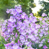 Penstemon Plant - Cha Cha Lavender