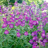 Penstemon Plant - Cha Cha Purple