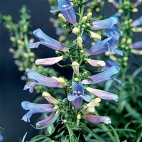 Penstemon Plant - Electric Blue