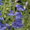 Penstemon Plant - Electric Blue