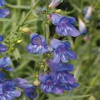 Penstemon Plant - Electric Blue