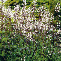 Penstemon Plant - Huskers Red