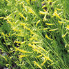 Penstemon Plant - Mersea Yellow