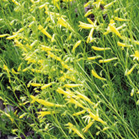 Penstemon Plant - Mersea Yellow