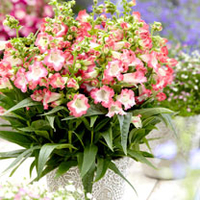 Penstemon Plant - Pentastic Pink
