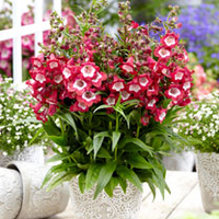 Penstemon Plant - Pentastic Red