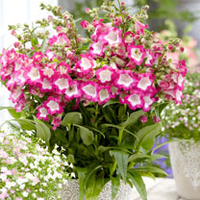 Penstemon Plant - Pentastic Rose