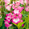 Penstemon Plant - Peptalk Pink