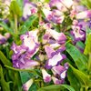 Penstemon Plant - Peptalk Purple
