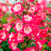 Penstemon Plant - Peptalk Red