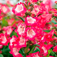 Penstemon Plant - Peptalk Red