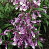 Penstemon Plant - Prairie Twilight