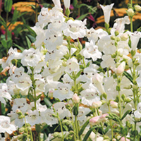 Penstemon Plant - Snowstorm