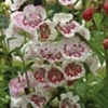 Penstemon Plant - Strawberry & Cream