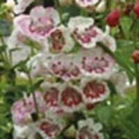 Penstemon Plant - Strawberry & Cream