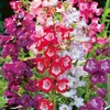 Penstemon Seeds - Sensation Mixed