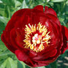 Peony Buckeye Belle Plant (Paeonia lactiflora)